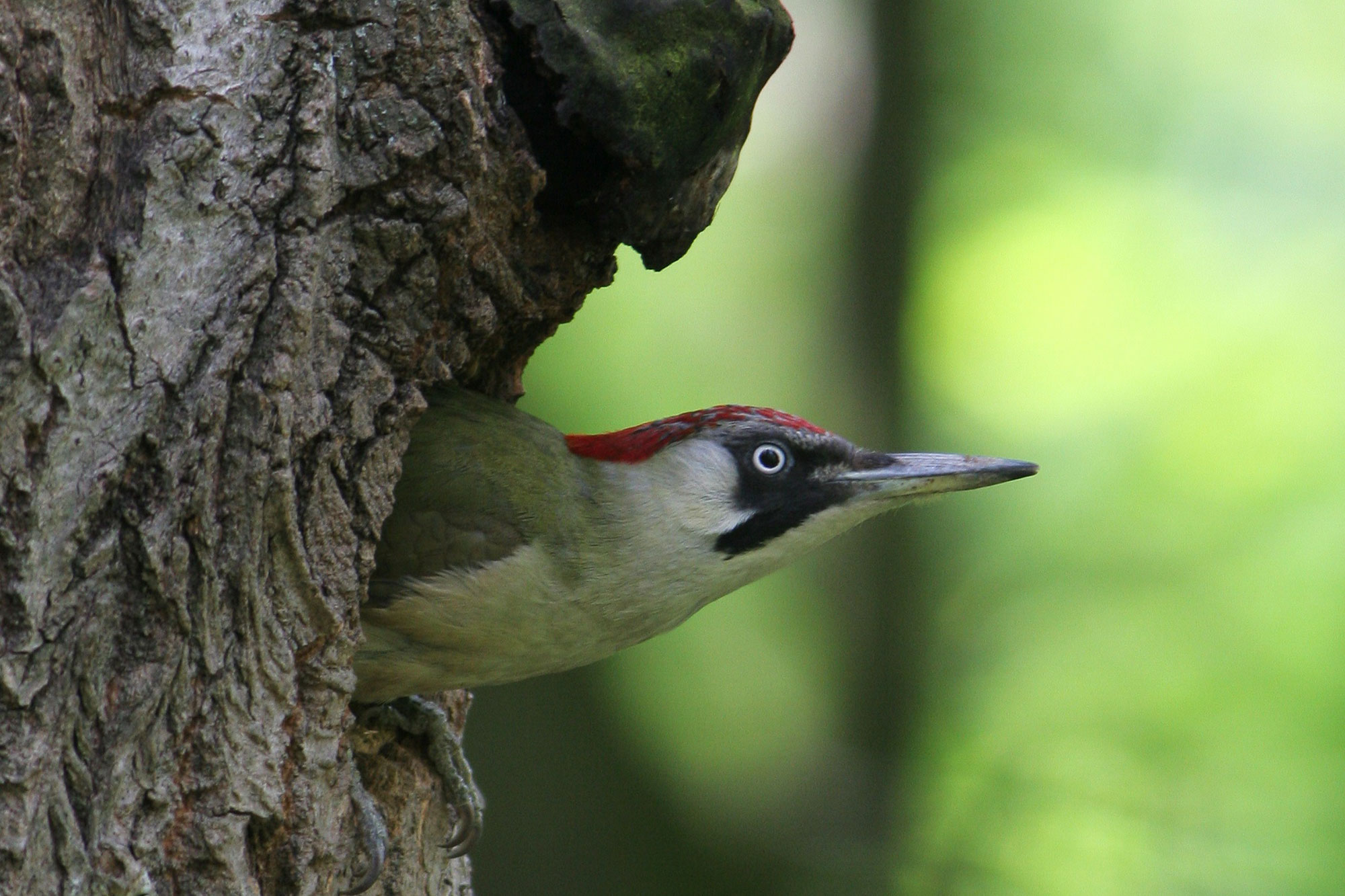 Grünspecht Im Garten / Grunspecht Im Garten Seite 2 Vogel Aves Das Neue